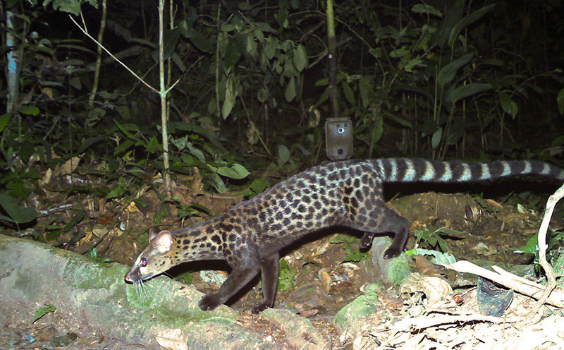 Illustration for article titled The Very Best Camera Trap Photography